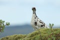 rock ptarmigan (Lagopus muta) Iceland