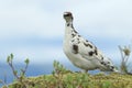 rock ptarmigan (Lagopus muta) Iceland