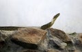 The rock python snake stands on the rock. Royalty Free Stock Photo