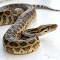 rock python in Transparent Background Closeup of a Boa Constrictor Showing Detailed Scales and Pattern Royalty Free Stock Photo