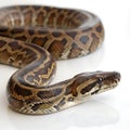 rock python in Transparent Background Closeup of a Boa Constrictor Showing Detailed Scales and Pattern Royalty Free Stock Photo