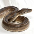 rock python in Transparent Background Closeup of a Boa Constrictor Showing Detailed Scales and Pattern Royalty Free Stock Photo