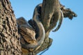 Rock python wrapped around trunk and branch Royalty Free Stock Photo