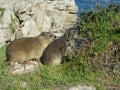 Rock Rabbits `Dassies` the Wild Life in Hermanus