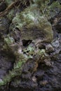 Rock in rainforest looking like skull