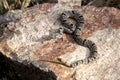 Rock Rattlesnake on Granite Rock in Daylight Royalty Free Stock Photo