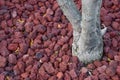 Rock and red soil under the base of the tree