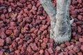 Rock and red soil under the base of the tree