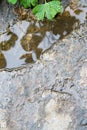 Rock in river water background Royalty Free Stock Photo