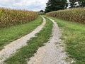 Rock Road Between Two Corn Fields Royalty Free Stock Photo