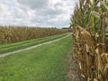 Rock Road Between Two Corn Fields Royalty Free Stock Photo