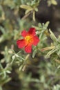 Rock rose Fire Dragon