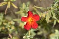 Rock rose Fire Dragon