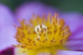 Rock Rose flower close-up Royalty Free Stock Photo