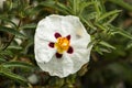 Rock rose with rain drops Royalty Free Stock Photo