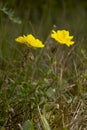 Rock-rose Royalty Free Stock Photo