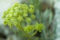 Rock samphire (Crithmum maritimum)