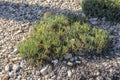 Rock samphire, Crithmum maritimum