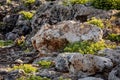 Rock samphire growing betweeen the rocks of a cliff in Majorca Royalty Free Stock Photo