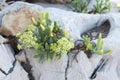 Rock samphire plant with flower Royalty Free Stock Photo