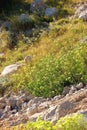 Rock Samphire Plant Royalty Free Stock Photo