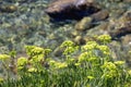 Rock Samphire Plant Royalty Free Stock Photo