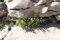 Rock samphire plant Royalty Free Stock Photo