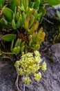 Rock samphire, sea fennel (Crithmum maritimum), Wild succulent plants on the eroded rocks of the shore Royalty Free Stock Photo