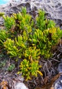 Rock samphire, sea fennel (Crithmum maritimum), Wild succulent plants on the eroded rocks of the shore Royalty Free Stock Photo