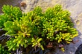 Rock samphire, sea fennel (Crithmum maritimum), Wild succulent plants on the eroded rocks of the shore Royalty Free Stock Photo