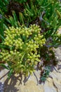 Rock samphire, sea fennel (Crithmum maritimum), Wild succulent plants on the eroded rocks of the shore of Gozo island Royalty Free Stock Photo