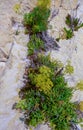 Rock samphire, sea fennel (Crithmum maritimum), Wild succulent plants on the eroded rocks of the shore of Gozo island Royalty Free Stock Photo