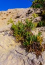 Rock samphire, sea fennel (Crithmum maritimum), Wild succulent plants on the eroded rocks of the shore of Gozo island Royalty Free Stock Photo