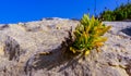 Rock samphire, sea fennel (Crithmum maritimum), Wild succulent plants on the eroded rocks of the shore of Gozo island Royalty Free Stock Photo