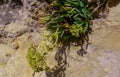 Rock samphire, sea fennel (Crithmum maritimum), Wild succulent plants on the eroded rocks of the shore of Gozo island Royalty Free Stock Photo