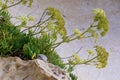 Rock samphire, sea fennel (Crithmum maritimum), Wild succulent plants on the eroded rocks of the shore of Gozo island Royalty Free Stock Photo