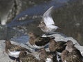 Rock Sandpiper with Black Turnstones Royalty Free Stock Photo