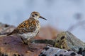 Rock Sandpiper Royalty Free Stock Photo