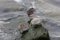 Rock sandpiper and dunlin Sanderling Royalty Free Stock Photo