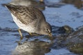 Rock sandpiper that feeds a strip casting winter day Royalty Free Stock Photo