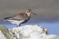 Rock sandpiper standing among the rocks on the seashore on a sum Royalty Free Stock Photo