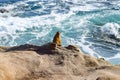 Is it a Rock or a Sea Lion? Royalty Free Stock Photo
