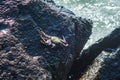 on a rock in the sea sits a crab Royalty Free Stock Photo
