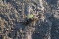 on a rock in the sea sits a crab Royalty Free Stock Photo