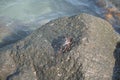 on a rock in the sea sits a crab Royalty Free Stock Photo