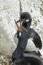 Rock Shag in Falkland Islands.