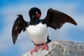 Rock Shag, Phalacrocorax magellanicus, black and white cormorant with red bill siting on the stone, Falkland Islands. Wildlife sce