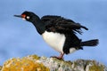 Rock Shag, Phalacrocorax magellanicus. Black and white cormorant Rock Shag with red bill. Sea bird sitting on the stone. Cormorant Royalty Free Stock Photo