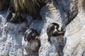Rock shags with chicks, Gypsy Cove Falklands
