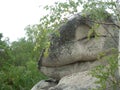 A rock in the shape of a sleeping dinosaur head.